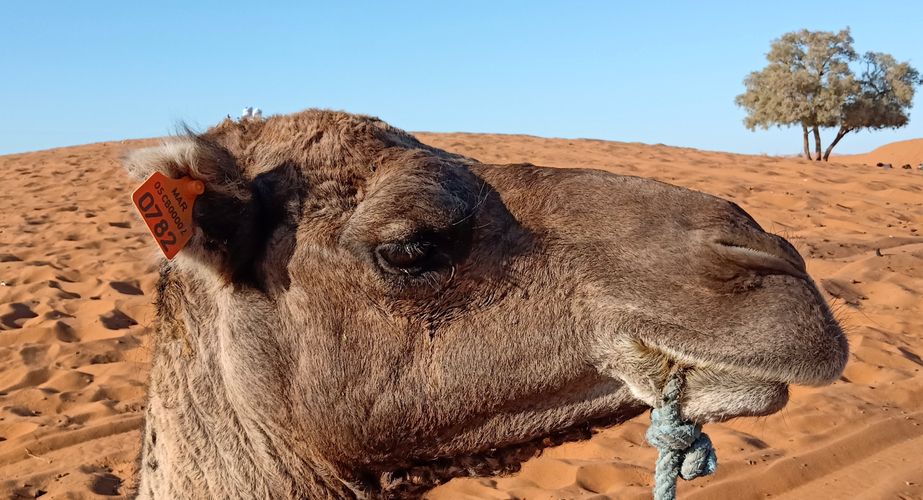 28 38 Erg Chebbi woestijn 2